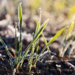 Wheat,Planted,For,Winter,Covered,With,Ice,Crystals,And,Frost