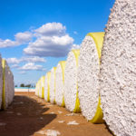 Large,Bales,Of,Cotton,Wrapped,In,Yellow,Plastic,Waiting,For