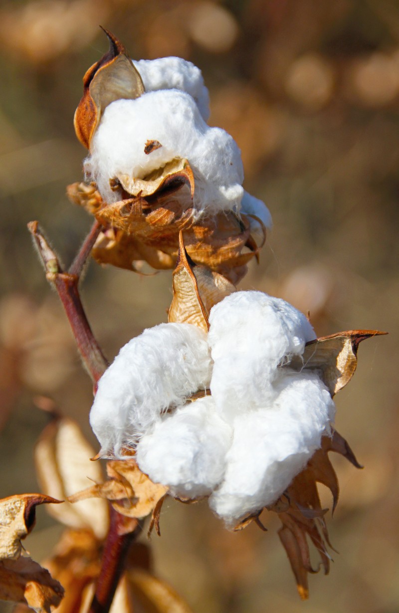5 Key Elements to Look For In A Supply Service For Your Cotton Gin